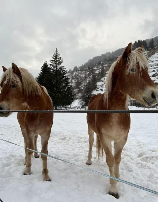 Petit Bijou - Corbet - Monolocale Con Divano Letto In Soggiorno - Massimo 3 Persone Champoluc Luaran gambar